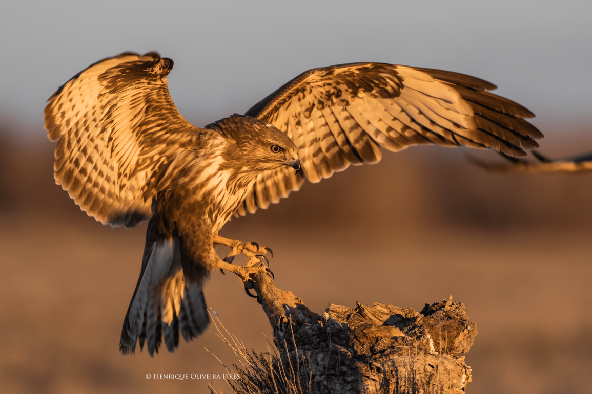 Buteo_B6A3539_DxO-2-2-2.png